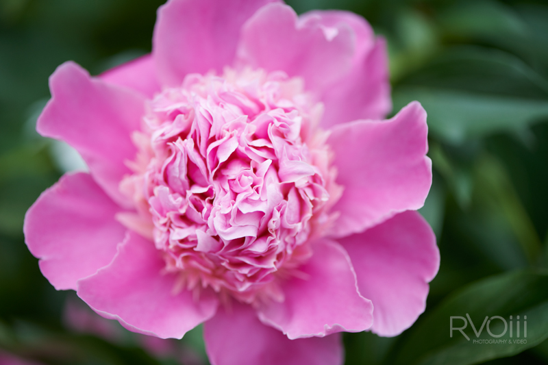 stock, flower, macro